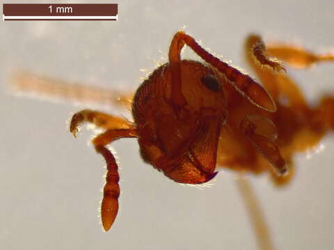 Image of Ant