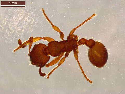 Image of Ant