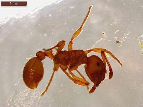 Image of Ant