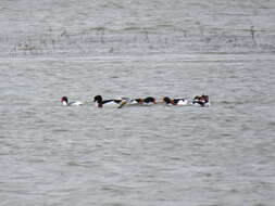 Image of shelduck, common shelduck