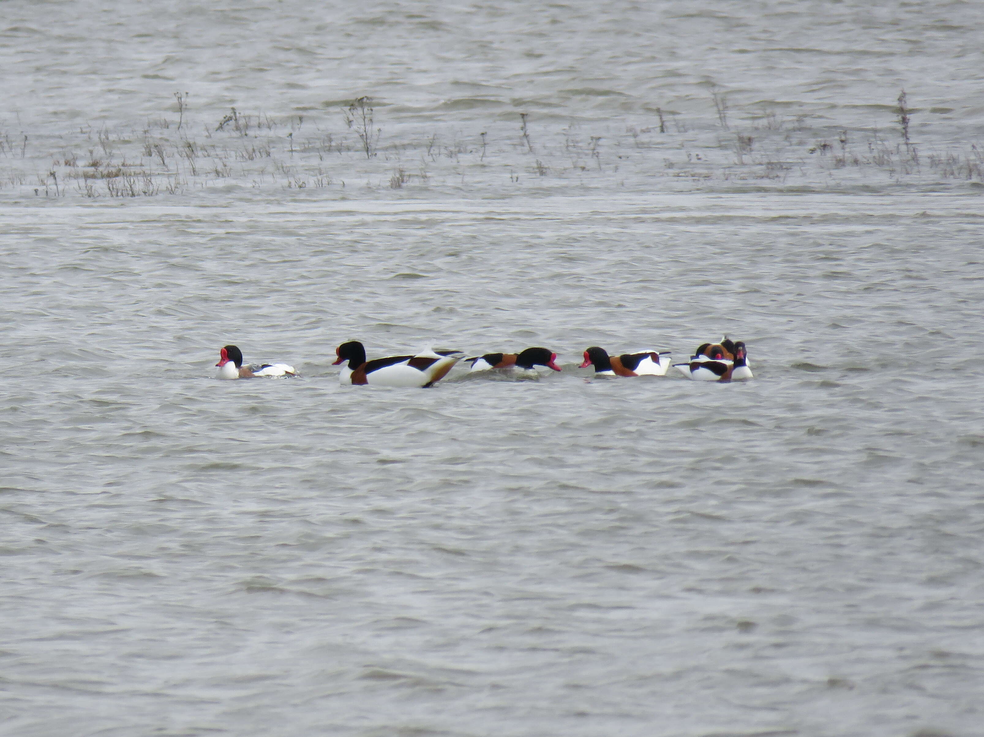 Image of shelduck, common shelduck