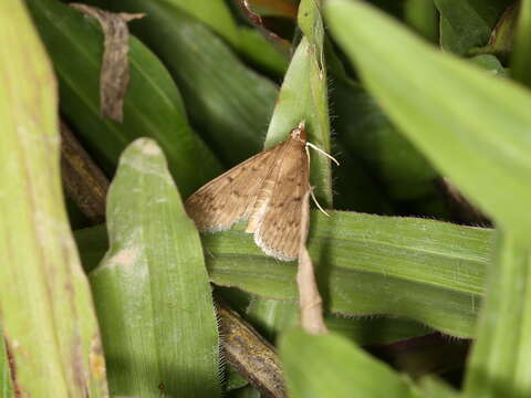 Image of Grass webworm