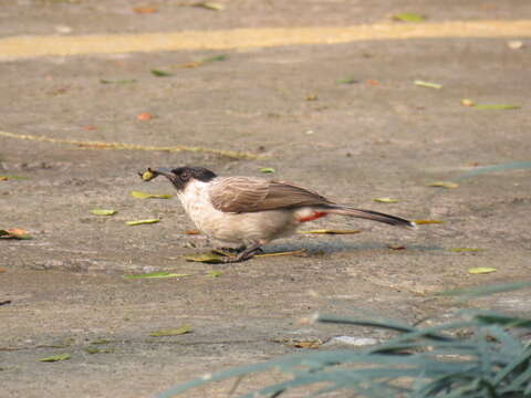 Image of Sooty-headed Bulbul