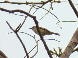 Image of Rosy Minivet