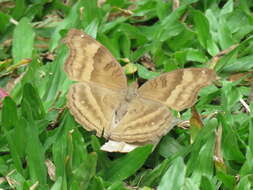 Image of chocolate pansy