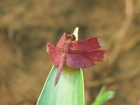 Слика од Neurothemis fulvia (Drury 1773)