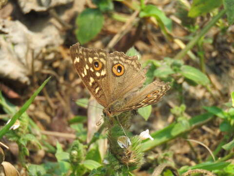 Image of Junonia lemonias Linnaeus 1758