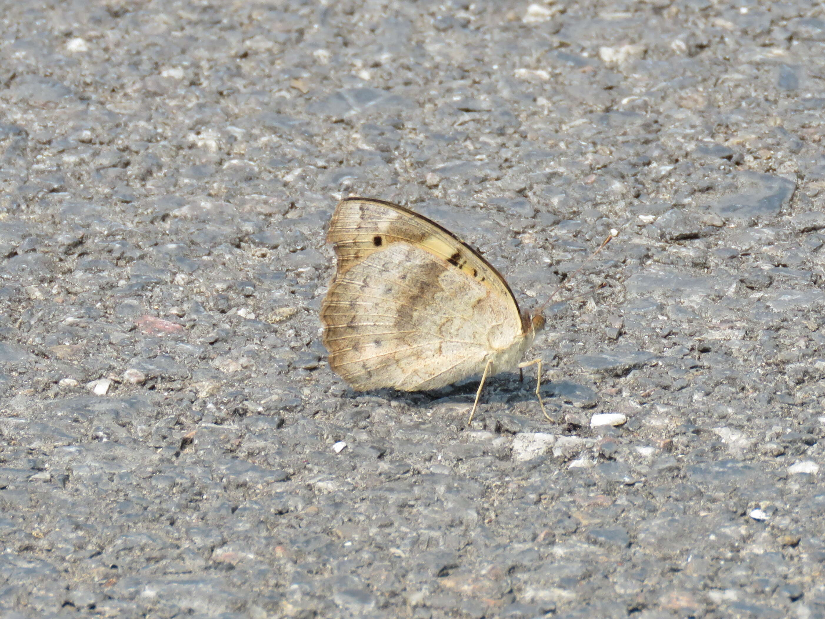 Imagem de Junonia hierta Fabricius 1798