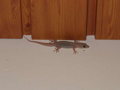 Image of Oriental Leaf-toed Gecko