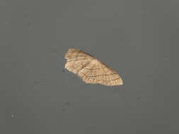 Image of Scopula mecysma Swinhoe 1894