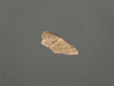 Image of Scopula mecysma Swinhoe 1894