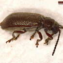 Image of Galerucella lineola