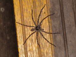 Image of Huntsman spider