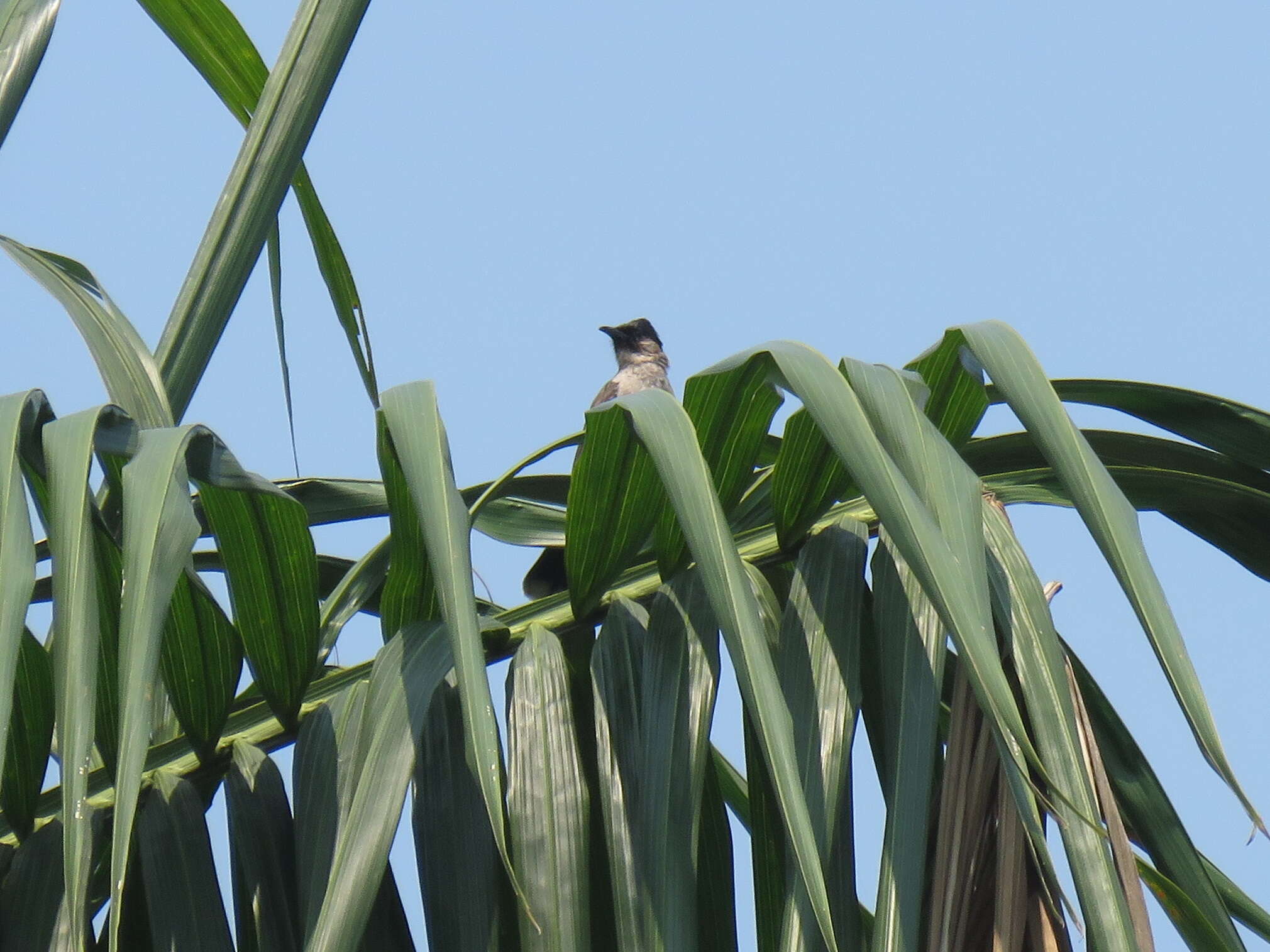 Image of Sooty-headed Bulbul