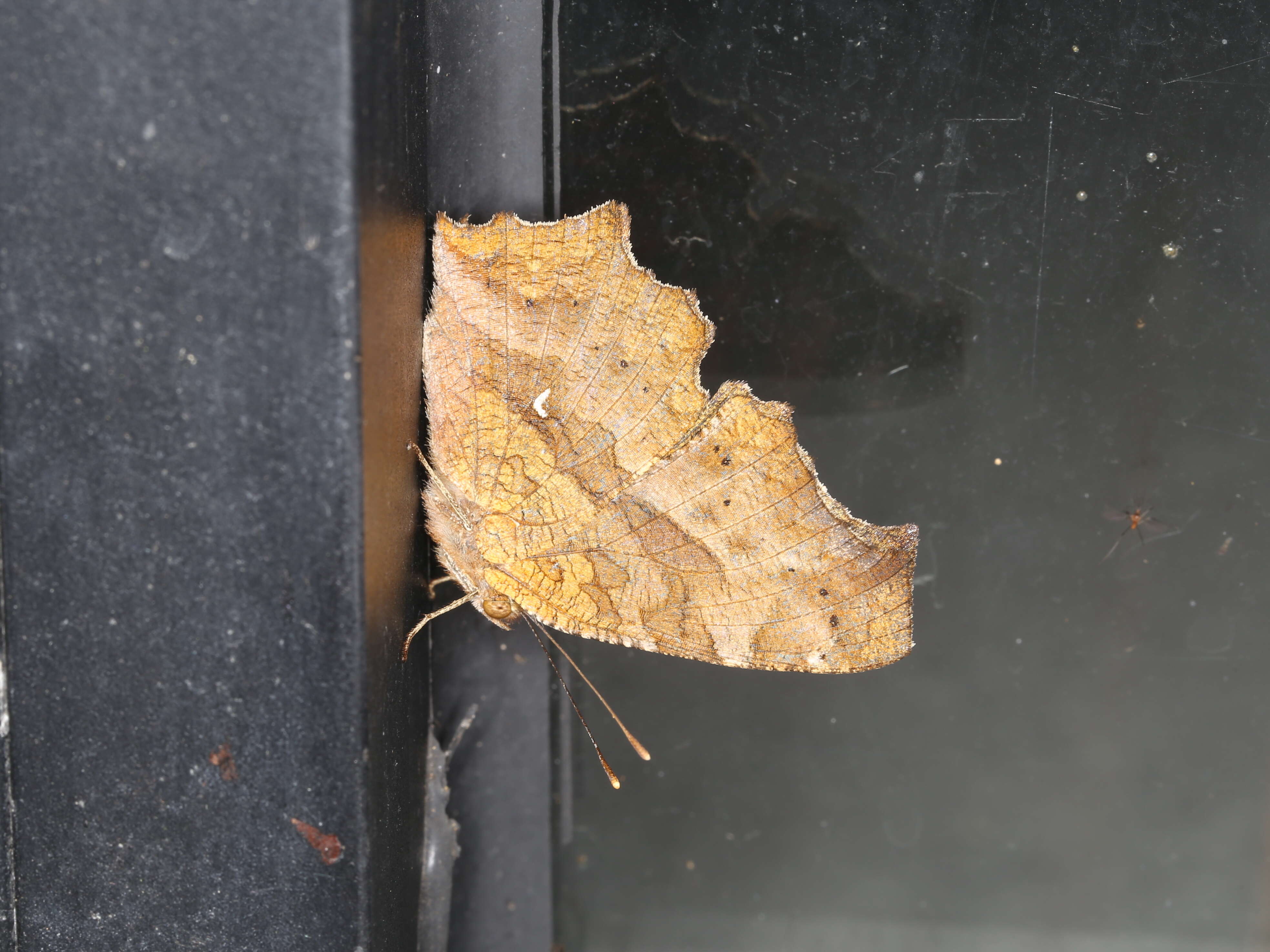 Sivun Polygonia c-aureum Linnaeus 1758 kuva