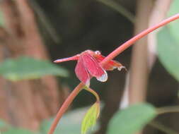 Image of Black Stream Glider