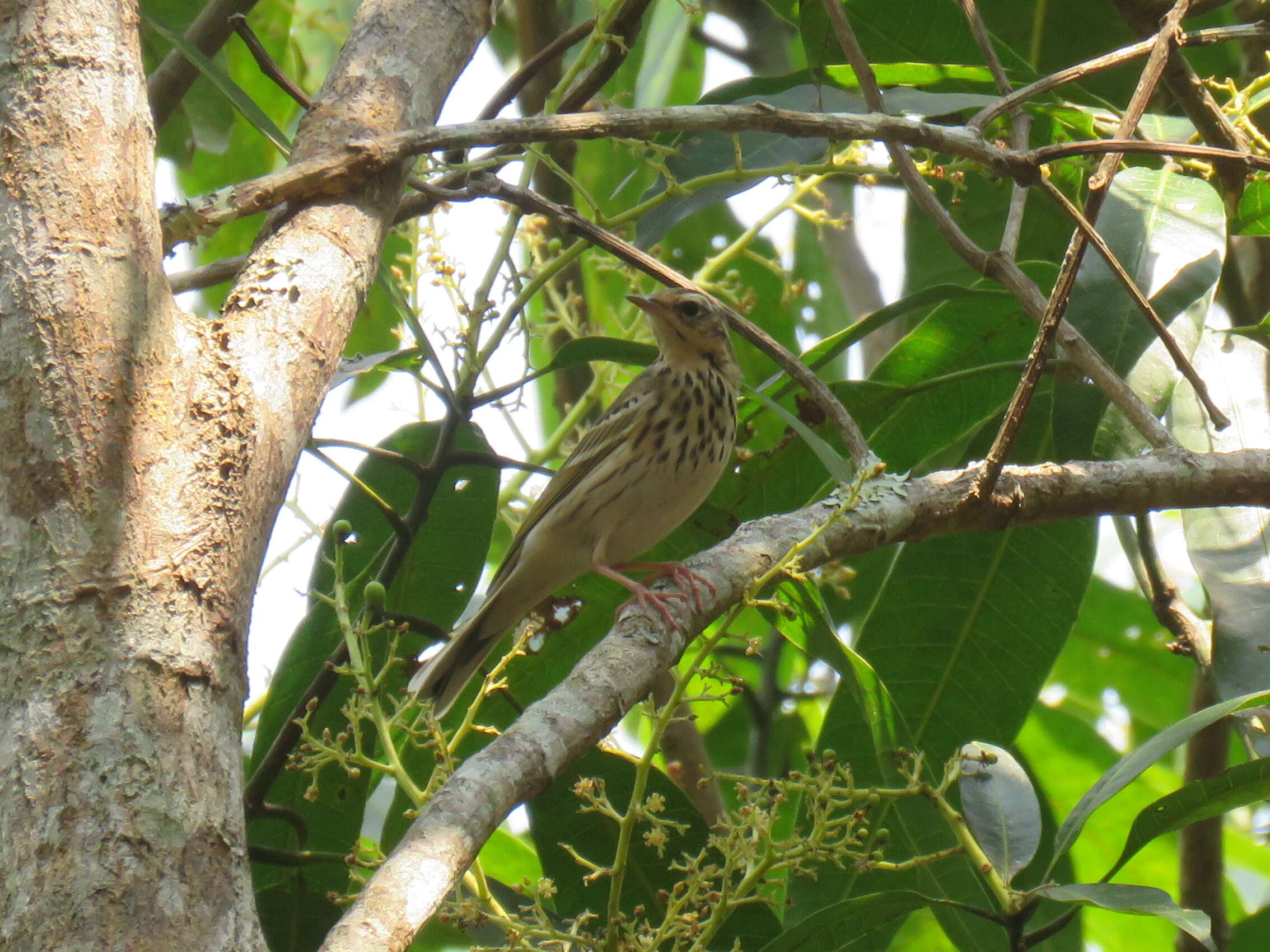 Image of Olive-backed Pipit