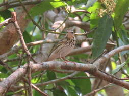 Image of Olive-backed Pipit