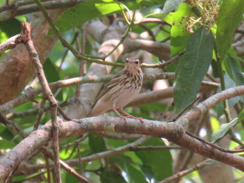 Image of Olive-backed Pipit