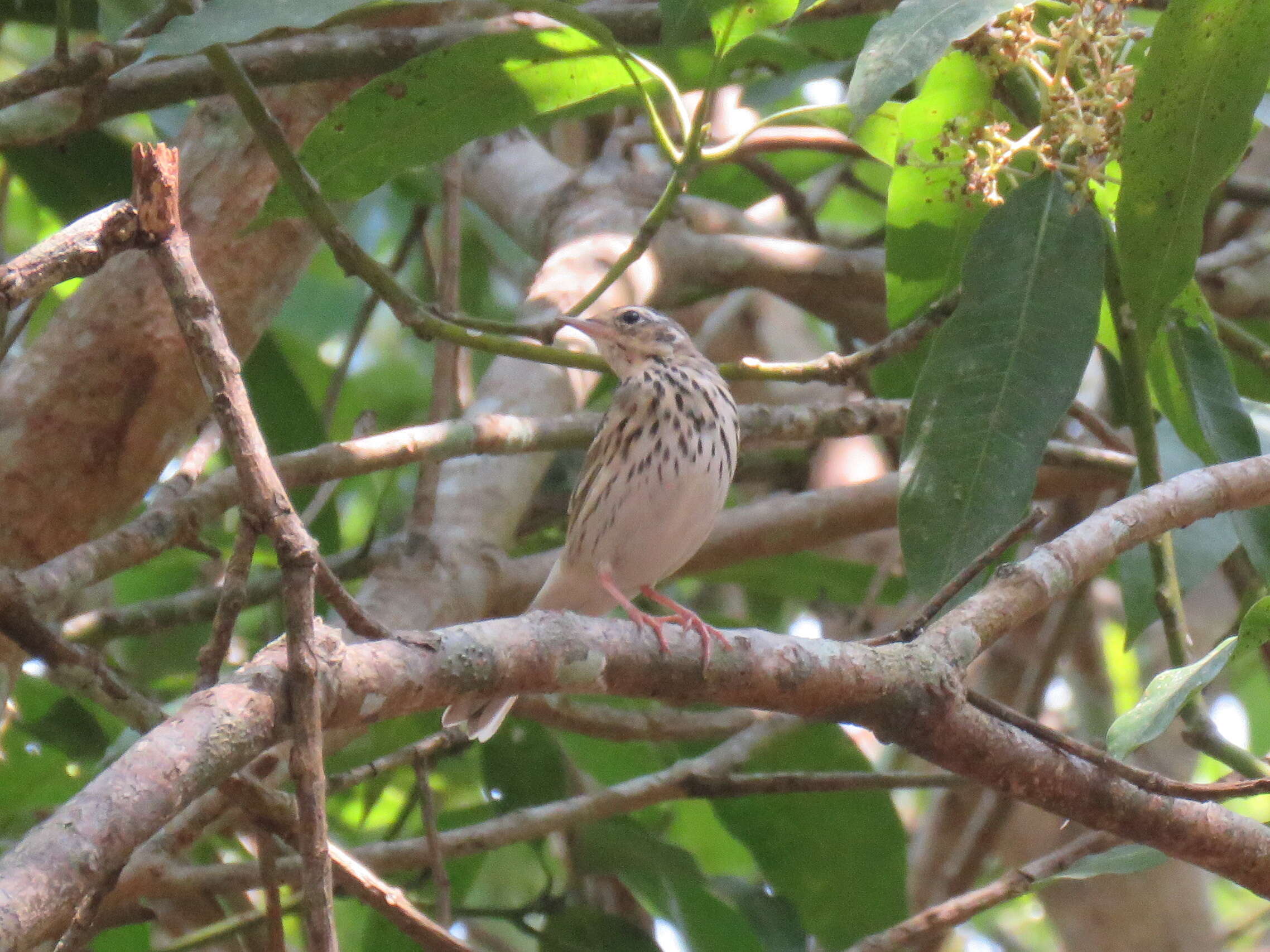 Image of Olive-backed Pipit