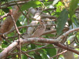 Image of Olive-backed Pipit