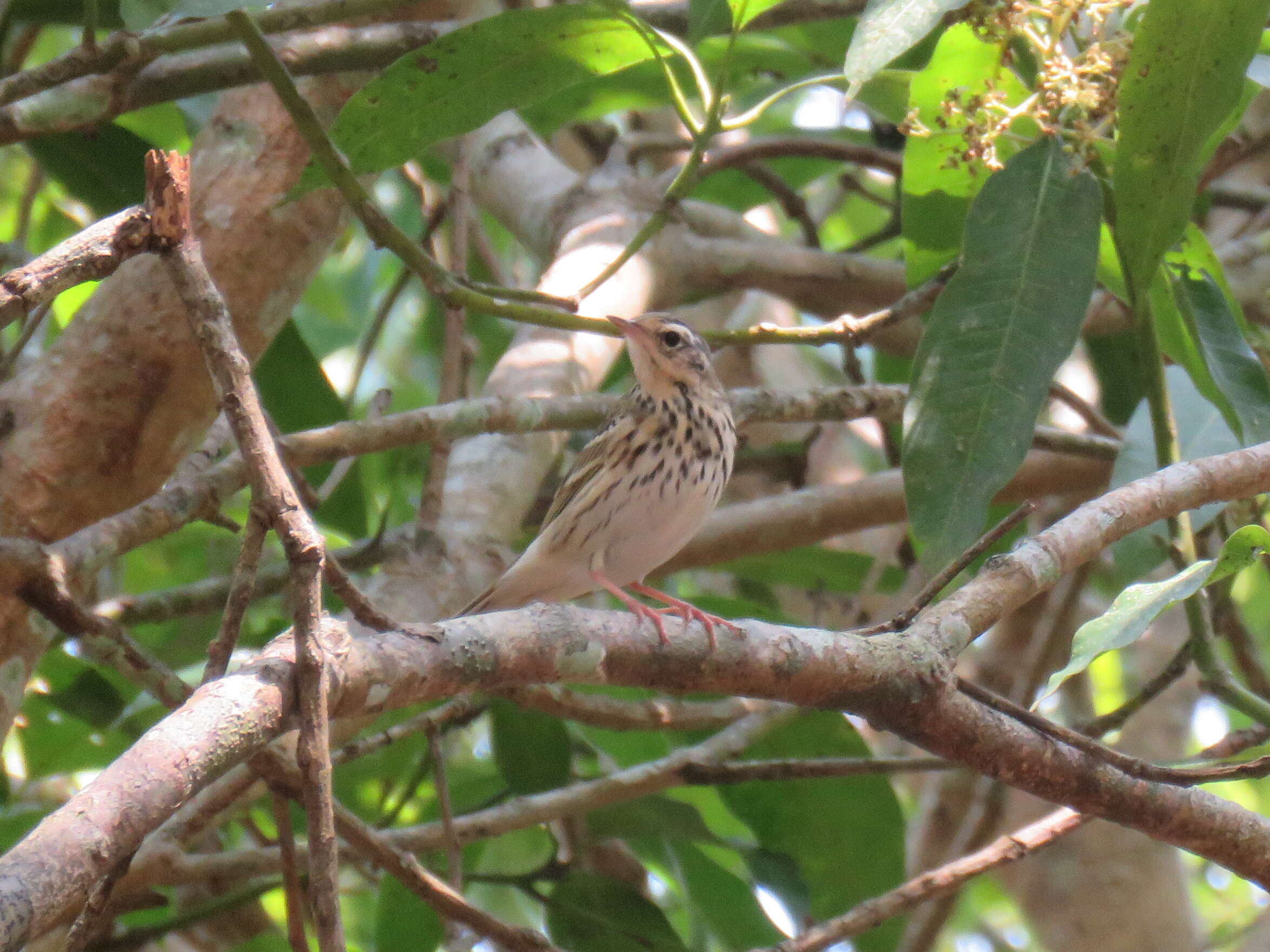 Image of Olive-backed Pipit