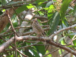 Image of Olive-backed Pipit