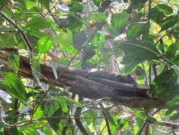 Image of Pallas's Squirrel