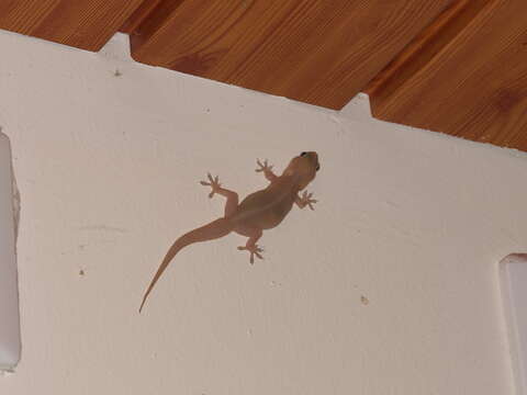 Image of Oriental Leaf-toed Gecko