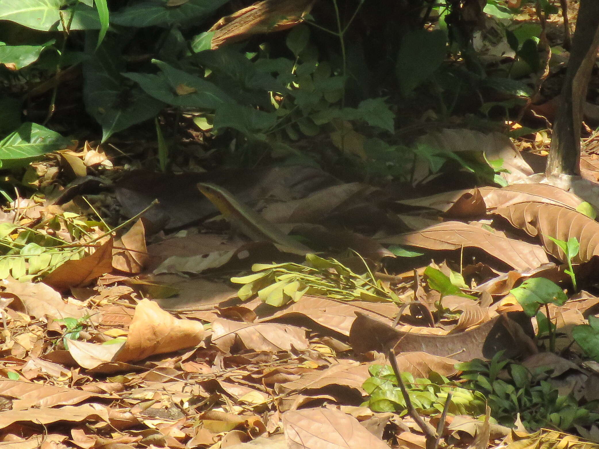 Image of Common Sun Skink