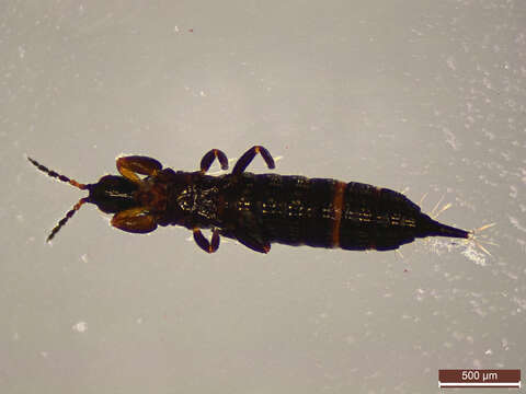 Image of thrips