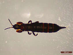 Image of thrips