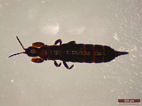 Image of thrips