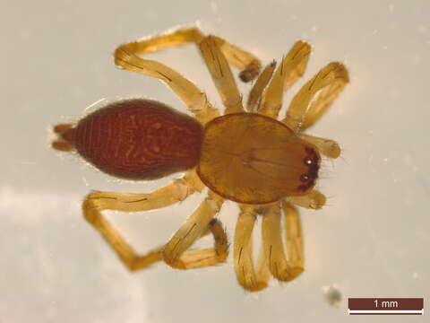 Image of sac spiders