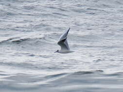 Image of Black-headed Gull