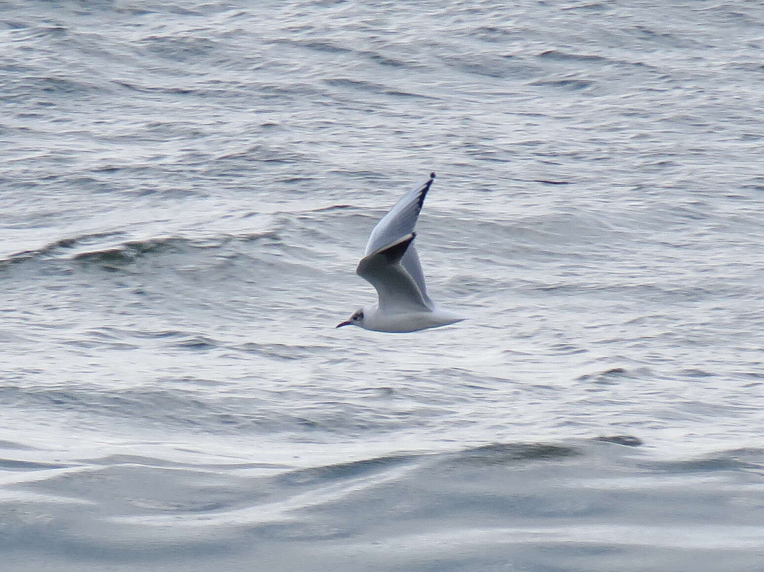 Image of Black-headed Gull