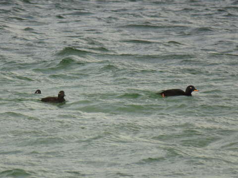 Image of Velvet Scoter