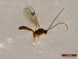 Image of Plectiscidea