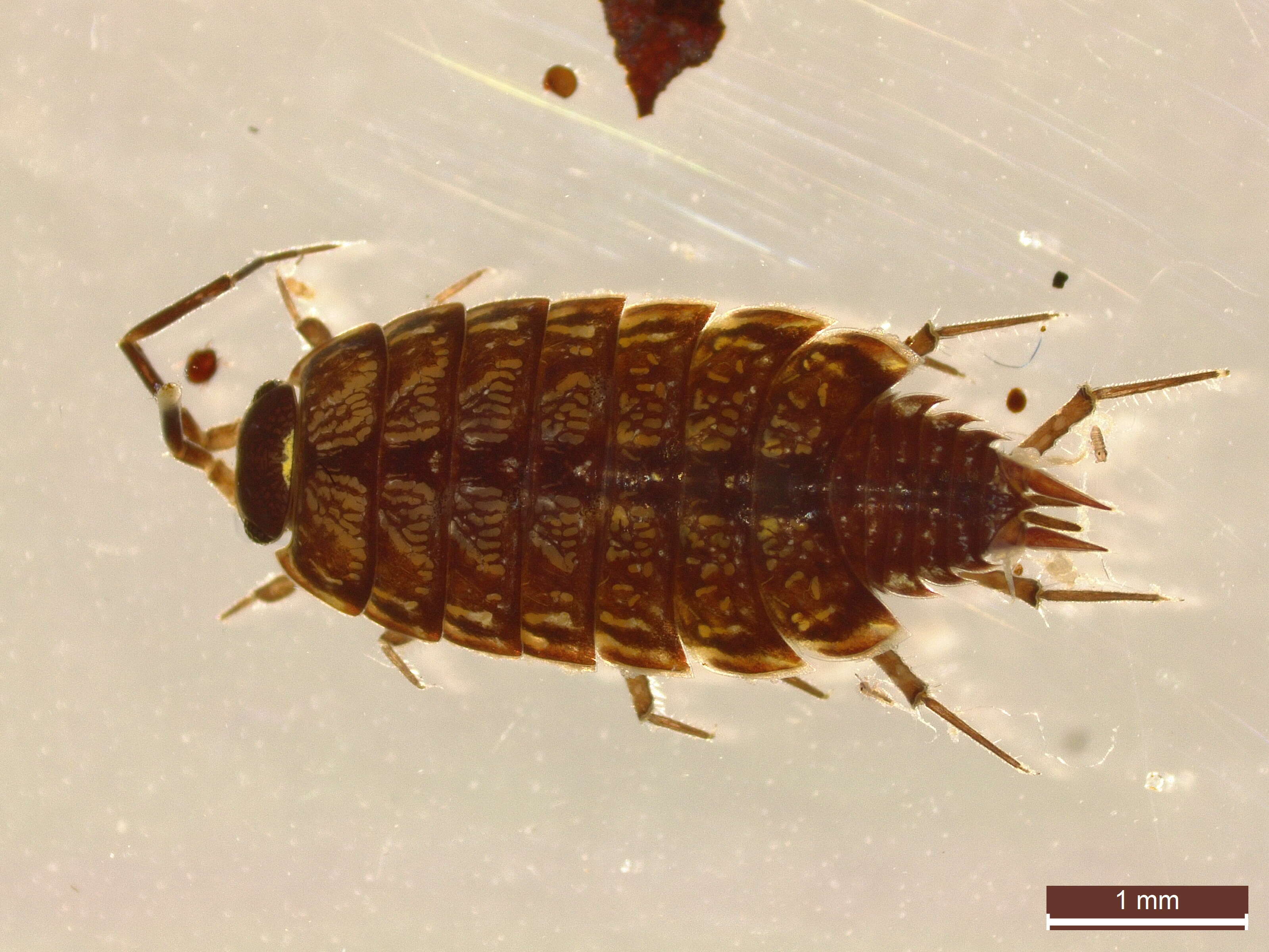 Image of Philoscia Latreille 1804