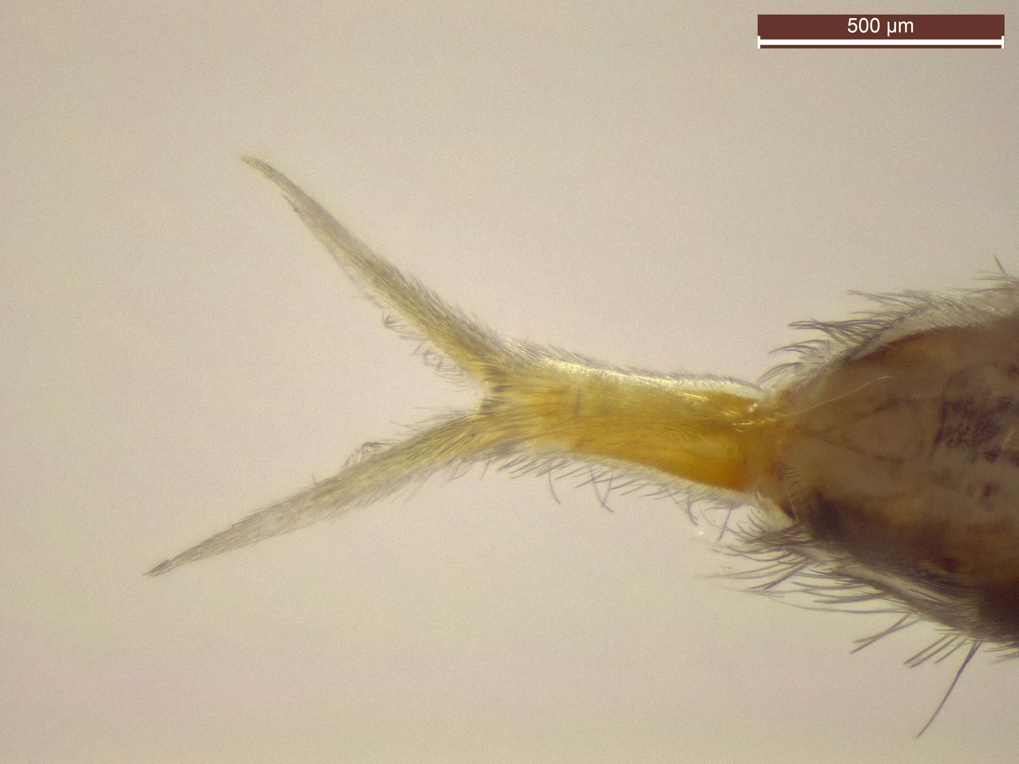 Image of hairy-back girdled springtail