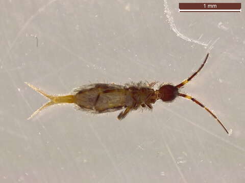 Image of hairy-back girdled springtail