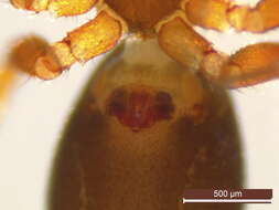 Image of Microneta viaria (Blackwall 1841)