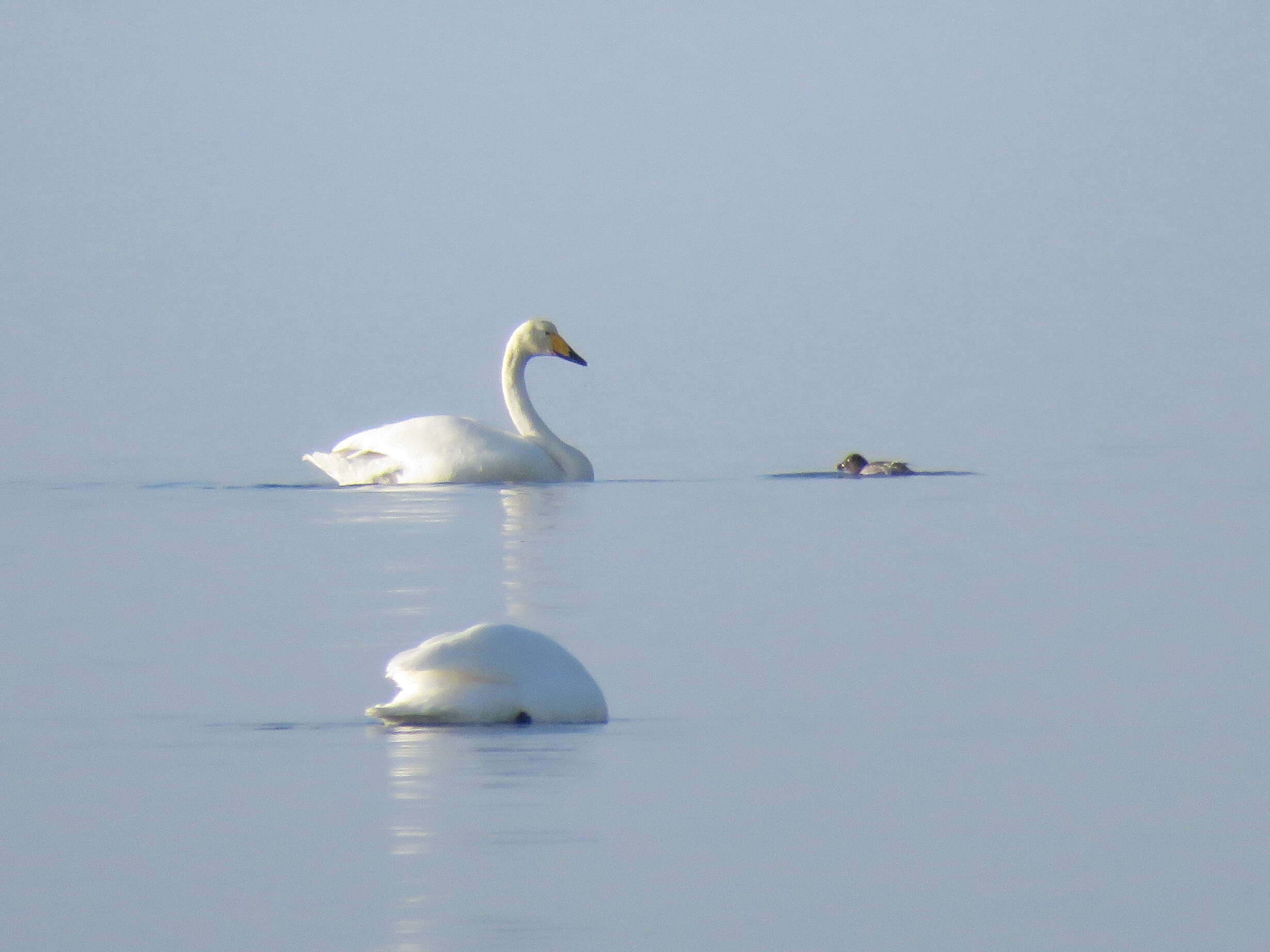 Image de Cygne chanteur