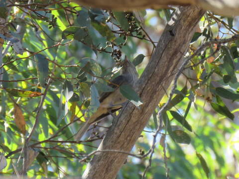 Image of Grey Shrike-thrush