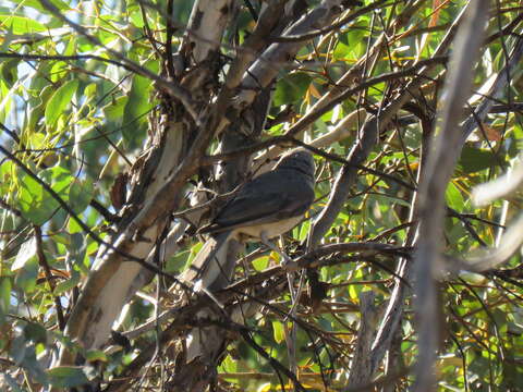 Image of Grey Shrike-thrush