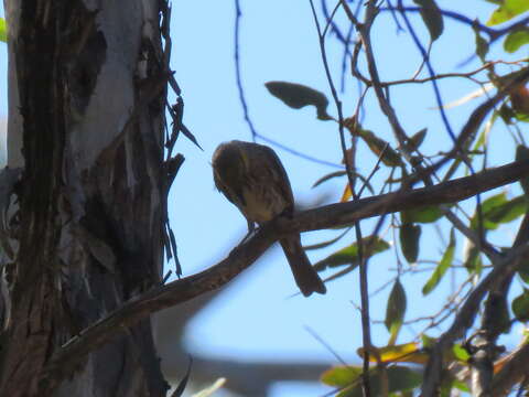 Image of Yellow-plumed Honeyeater