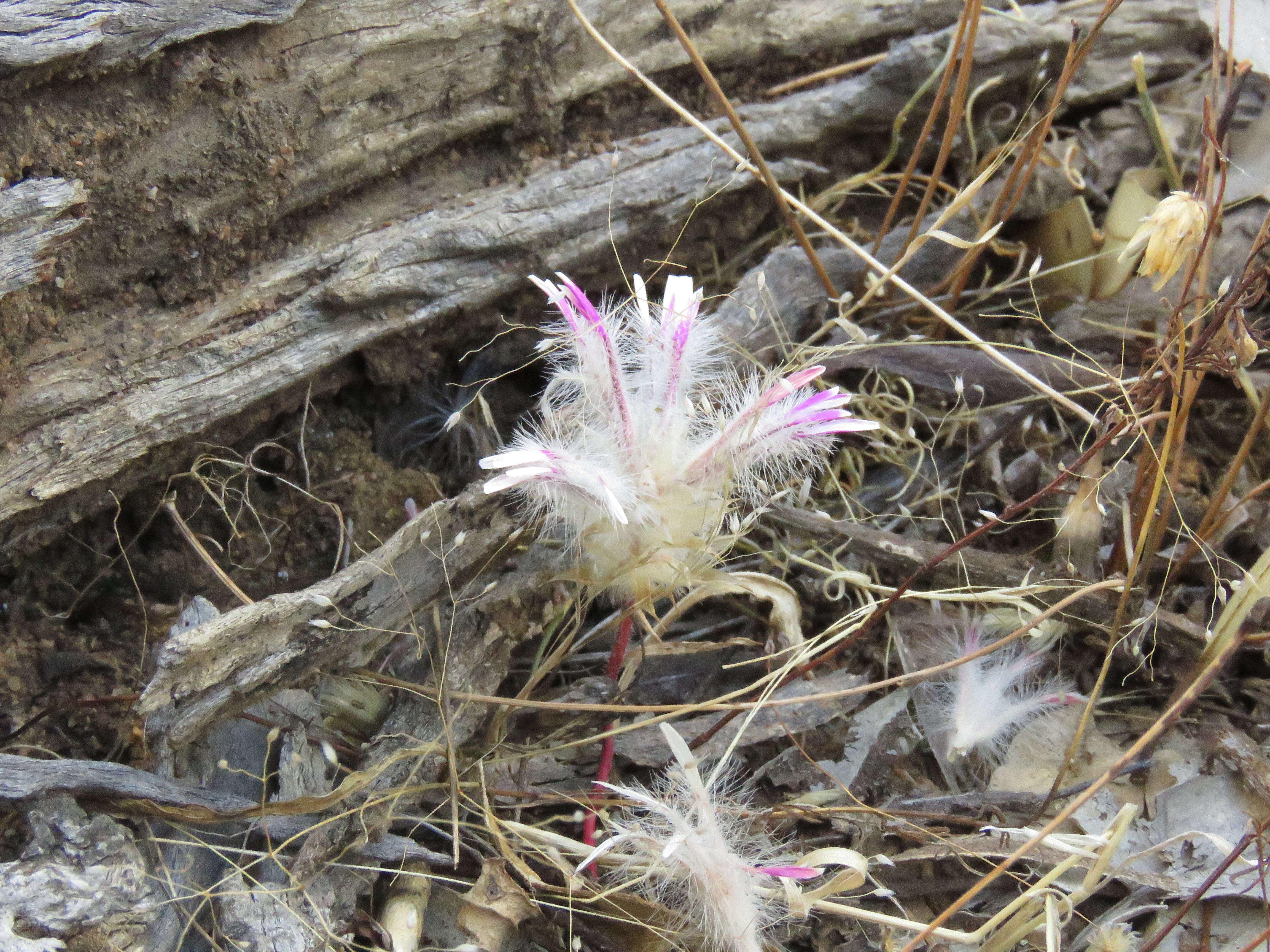 Image of Ptilotus manglesii