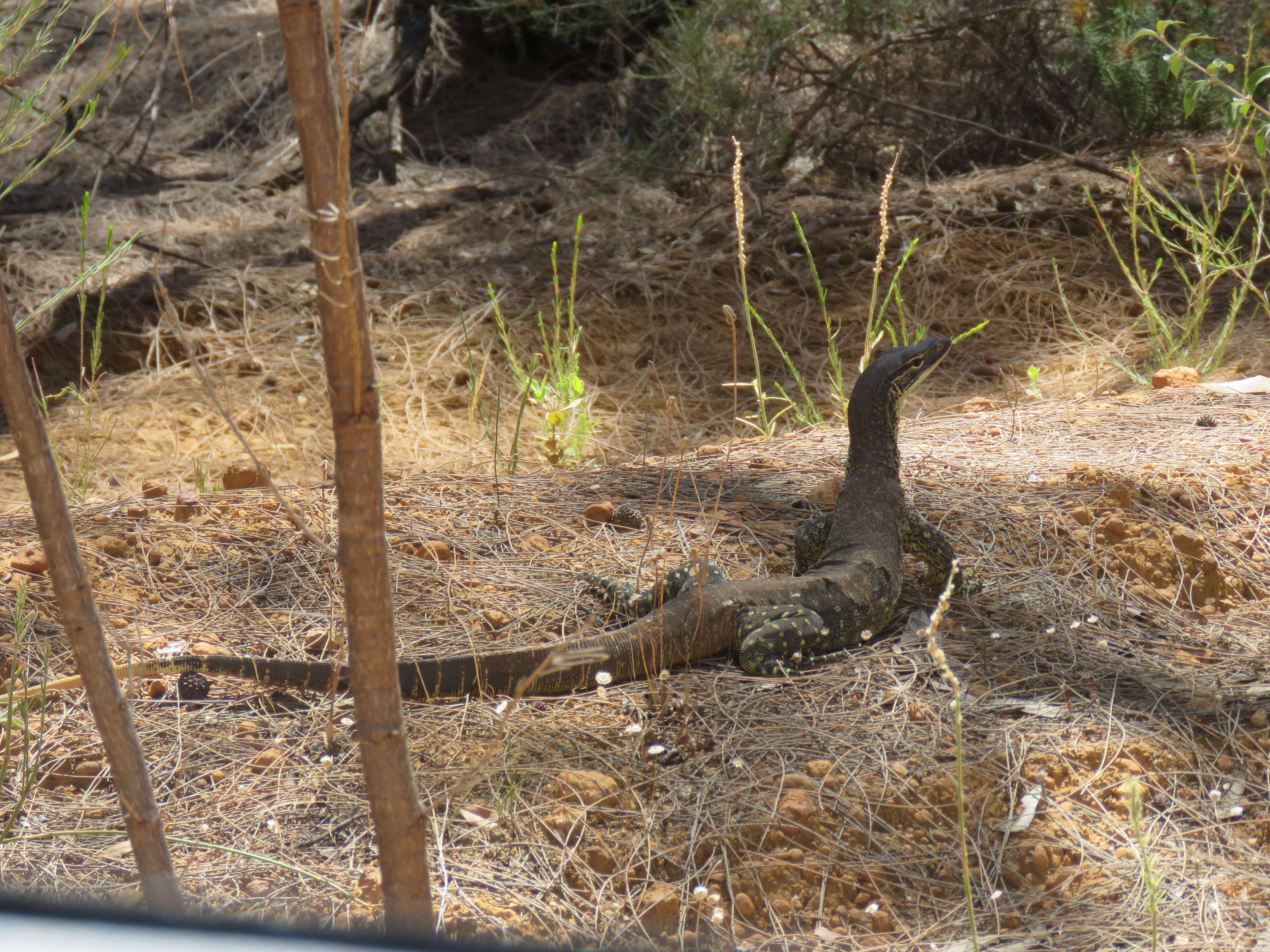 Image of Sand Monitor