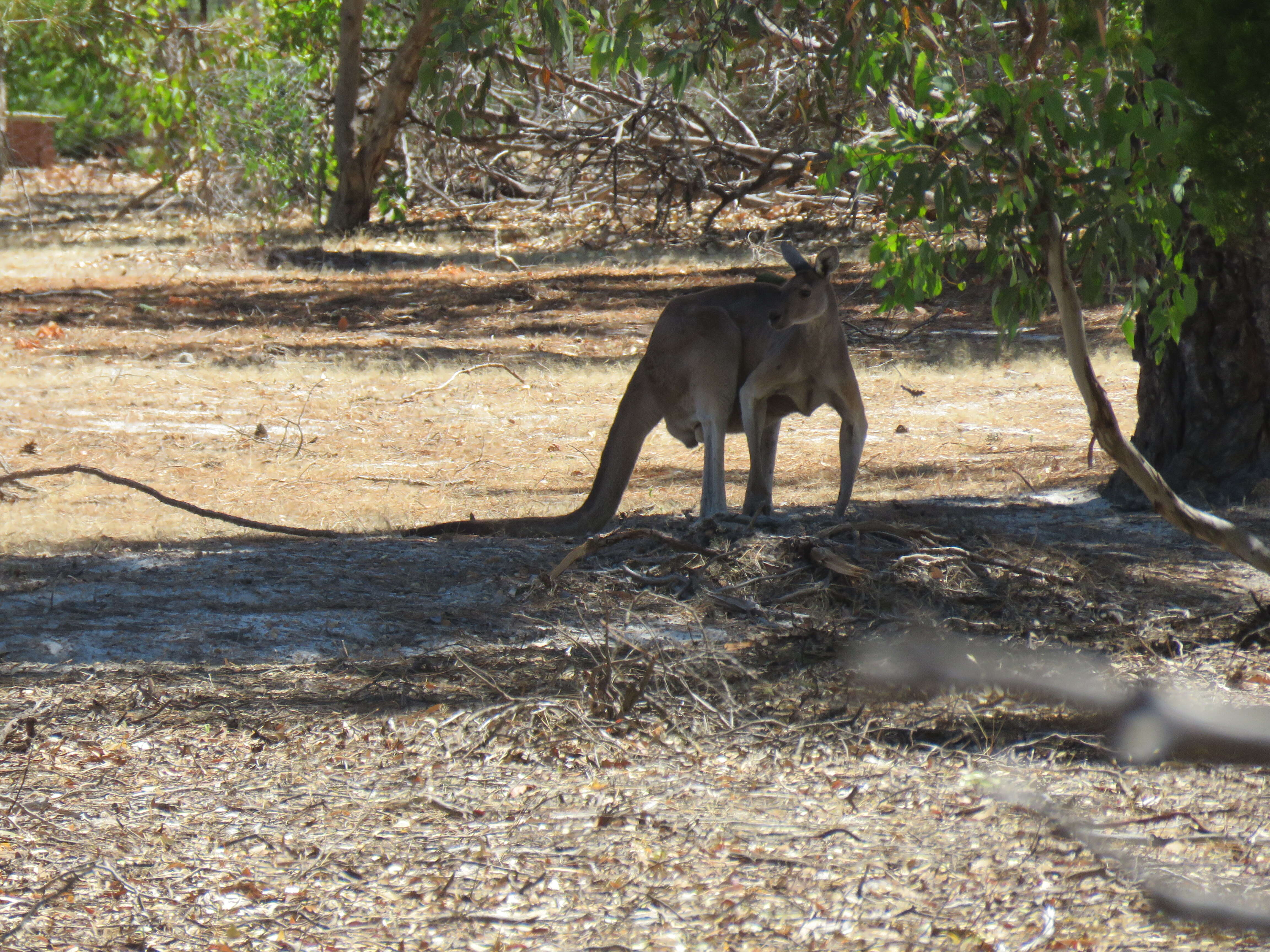 Macropus fuliginosus (Desmarest 1817) resmi