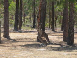 Image of Kangaroo Island Western Grey Kangaroo